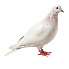 Wall Mural - White dove standing and eating isolated on transparent or white background
