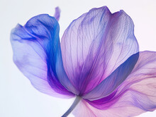 Single Purple Flower Free Stock Photo - Public Domain Pictures