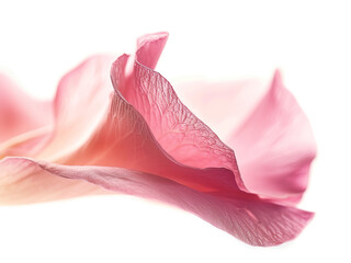 Background with pink flower petals, macro detail