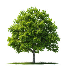 Green tree clip art