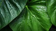 Closeup green leaf with rain drop texture background. Elephant ear leaf with parallel venation line and water drops. Botanical garden. Greenery wallpaper for spa or mental health and mind therapy.