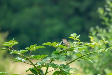 Canvas Print - Whitethroat sylvia communis perched on a bramble