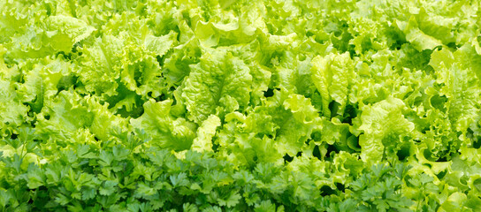 Canvas Print - Green leaf lettuce