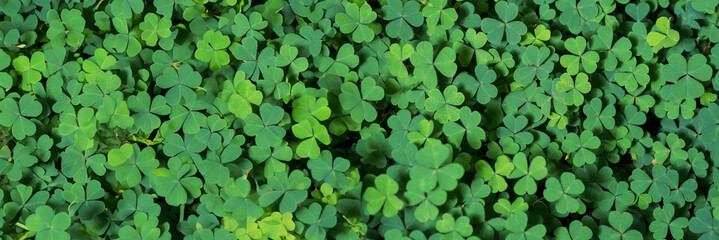 Green background with three-leaved shamrocks, Lucky Irish Four Leaf Clover in the Field for St. Patricks Day holiday symbol. with three-leaved shamrocks, St. Patrick's day holiday symbol, earth day.