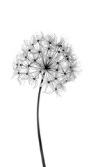 Wall Mural - Black flower with transparent petals on white background. Minimalistic black and white illustration of allium in x-ray style.