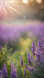Fototapeta Na drzwi - lavender in the field