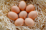 Fototapeta Kuchnia - A pile of brown eggs in a nest. chicken eggs basket on the hey