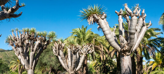 Dense dragon tree forest in a piblic park in Las Palmas, Gran Canaria, Canary Islands, Spain