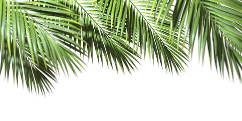 Fototapete - Palm fronds evergreen on transparent backgrounds 3d rendering png