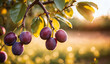 selective focus. Ripe blue purple plums in the plum garden. Agriculture Haversting background. manny ripe fruits in plantation. Ripe plums in orchad.