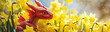 Saint Davids Day Holiday celebration in Wales, United Kingdom. Red Welsh dragon in yellow daffodil flowers illustration, banner with Spring banner with copy space for text