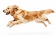 Golden Retriever dog running and jumping isolated on white background