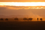 Fototapeta Konie - silhouette of migrating wildebeests in the orange morning dust of Amboseli NP