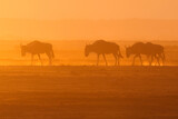 Fototapeta Konie - silhouette of a herd of wildebeests at dusty dawn in Amboseli NP