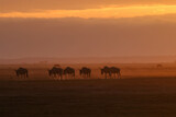 Fototapeta Konie - silhouette of a herd of wildebeests at dusty dawn in Amboseli NP