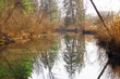 Fluss im Wald mit Spiegelung