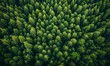 Lush Coniferous Forest Canopy, Aerial View, Rich Green Textures