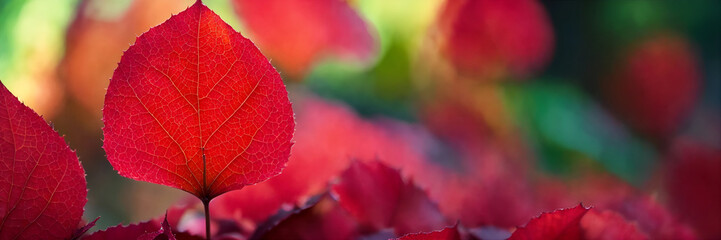 Wall Mural - red autumn leaves autumn background banner