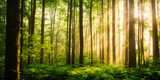 Fototapeta Las - Sun rays in the forest, nature