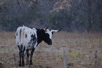 Wall Mural - Dreary winter rain weather with Corriente cow in farm field, copy space on background.