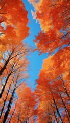 Wall Mural - Vibrant autumn colors as maple trees display their fiery red and orange leaves against a clear blue sky.