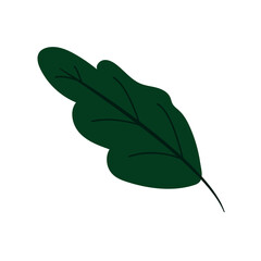 Wall Mural - isolated colored natural leaf icon vector