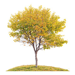 Wall Mural - yellow tree or autumn tree PNG transparent 