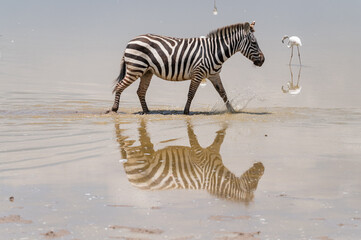 zebra in the water reflection, crossing wild 