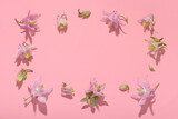 Fototapeta Miasto - flat lay spring abstract flowers background of columbine flower with hard shadow over pink, copy space