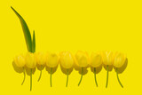 Fototapeta Uliczki - flat lay spring abstract flowers background of yellow tulips flower with hard shadow, copy space