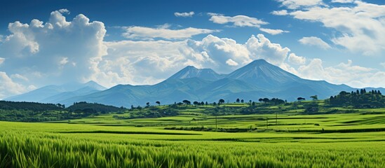 Wall Mural - close up Ripe rice fields and agricultural landscape with clear cloud sky
