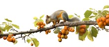 Red squirrel is eating nut on the branch white background