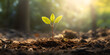 Seedling are growing in the soil and sun light or sunset, Plant growing out of the sunlit soil in a forest with defocused trees in the background, 
