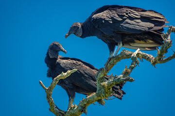 Wall Mural - Vulture couple perched on a dead tree branch, Buzios (Armação dos Búzios), Rio de Janeiro, Brazil