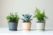 © Dolphine - three small potted plants on a white surface in