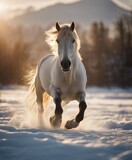 Fototapeta  - wild horse running on ice to the camera, warm light
