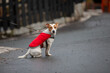 A young Russell terrier in a red jacket walks down the street.