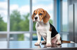 © Lana-Fotini - small puppy beagle dog is sitting on stainless veterinary exam table in vet clinic cabinet with blurred background, free space for text