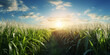 © Imtiaz - Corn plantation on the background of sunset and blue sky, Sunrise Farm Field, A beautiful corn filed and background with sun shines