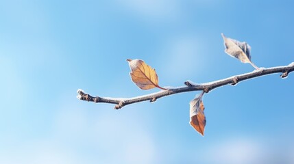 Poster - A branch of a tree with a few leaves. Can be used to depict the changing seasons or the beauty of nature