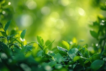 Aufkleber - A close up view of a leafy plant with a blurred background. Suitable for nature-related projects and designs