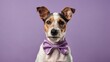 Fox Terrier dog with a bow isolated on purple background