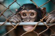 Curious simian peers through metal bars, longing for freedom from its confined zoo habitat