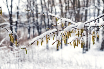 Wall Mural - Snow-covered tree branch with earrings during the spring cooling