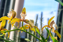 Cymbidium Tracyanum, Or Tracy's Cymbidium Orchid Plant