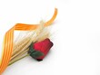 Red rose and catalán flag on a white background.. Rosa de Sant Jordi and senyera.