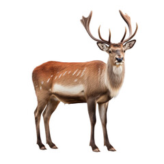 Wall Mural - Reindeer. Isolated on a white background png like