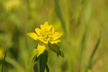 Poster - Euphorbia