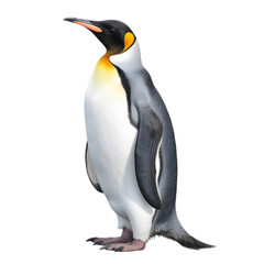 Sticker - Penguin. Isolated on a white background png like