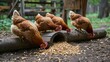 A group of Orpington chickens pecks grains near a wooden structure outdoors.